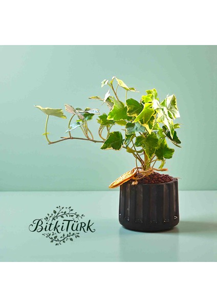 Beton Saksıda Ithal Hedera Sarmaşık Lav Taşı ve Portakal Dilimi Dekorlu