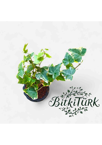 Beton Saksıda Ithal Hedera Sarmaşık Lav Taşı ve Portakal Dilimi Dekorlu fiyatları