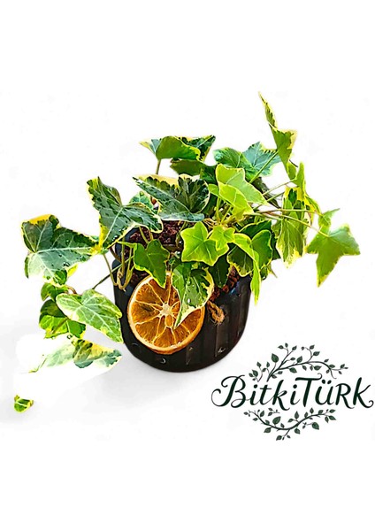 Beton Saksıda Ithal Hedera Sarmaşık Lav Taşı ve Portakal Dilimi Dekorlu modelleri
