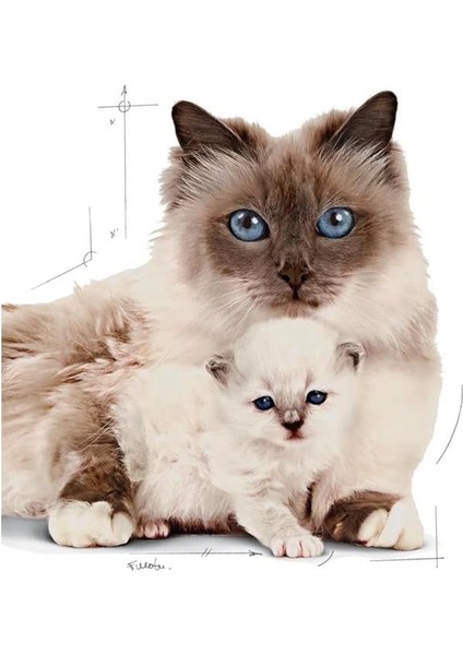 Mother & Babycat Kedi Maması, 4 kg modelleri