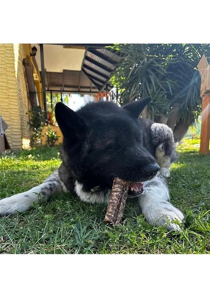 Dana Gırtlak Çiğnemelik Köpek Ödül MAMASI%100 Doğal, Glutensiz, Organik 100 gr (Dog Treat)