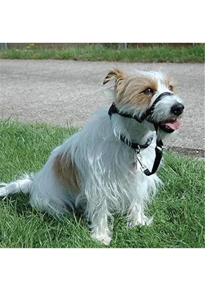 Company Of Animals Bağlantı, Tek Boy, Her Şeyle Uyumlu - Baş Tasması ve Optifit Baş Tasmasında