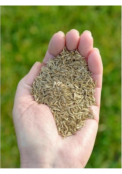 Pomponet Kedi Çimi 100GR (Ürün 1 Yıl Yetiyor) fırsatları