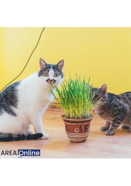 Pomponet Kedi Çimi 100GR (Ürün 1 Yıl Yetiyor) indirimleri