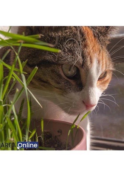 Pomponet Kedi Çimi 100GR (Ürün 1 Yıl Yetiyor)