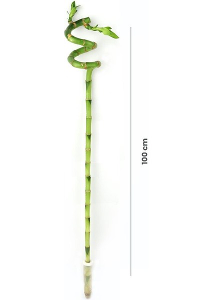 Şans Bambusu – Dracaena Lucky Bamboo 100 cm (7 Adet) fiyatları
