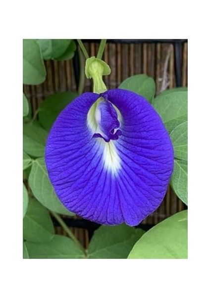 Butterfly Pea Mavi Kelebek Sarmaşığı