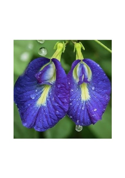 Butterfly Pea Mavi Kelebek Sarmaşığı modelleri