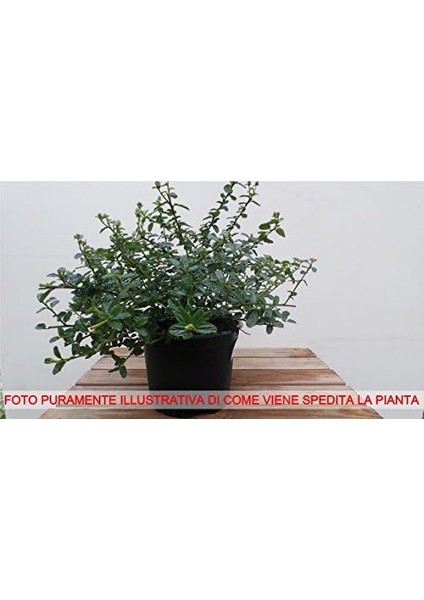 Mini Set Aqumarine Lime modelleri