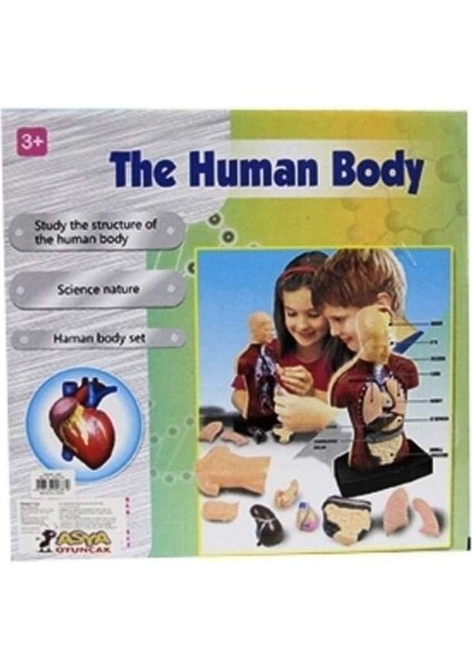 Oyuncak Insan Vücudu Modeli