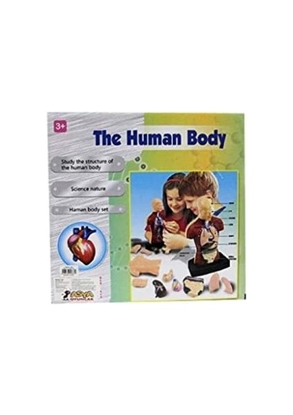 Oyuncak Insan Vücudu Modeli fiyatları