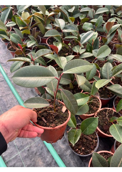 Kauçuk Ağacı (Ficus Elastica) Bitkisi fiyatları