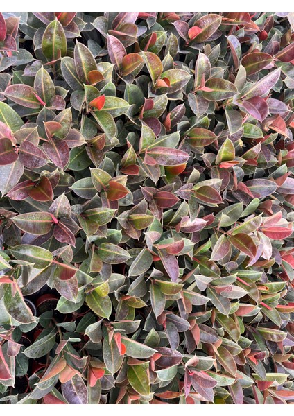 Kauçuk Ağacı (Ficus Elastica) Bitkisi modelleri