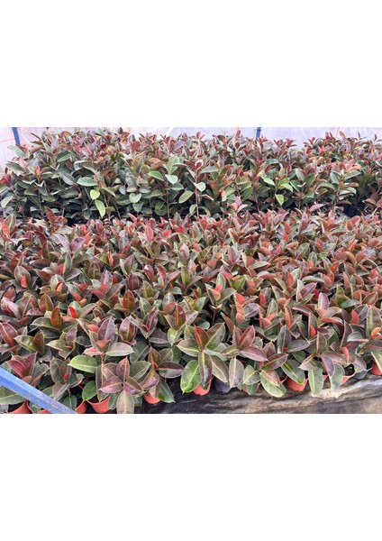 Kauçuk Ağacı (Ficus Elastica) Bitkisi fırsatları
