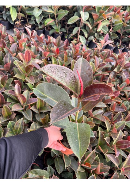 Kauçuk Ağacı (Ficus Elastica) Bitkisi indirimleri