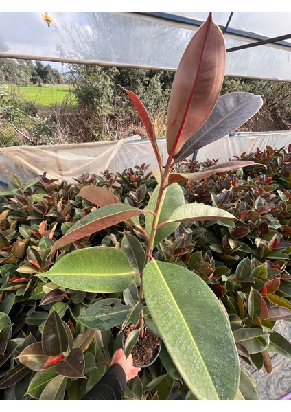 Kauçuk Ağacı (Ficus Elastica) Bitkisi
