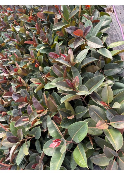 Kauçuk Ağacı (Ficus Elastica) Bitkisi