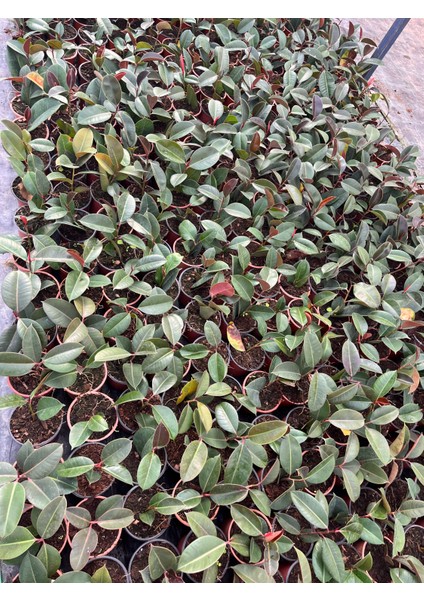 Kauçuk Ağacı (Ficus Elastica) Bitkisi