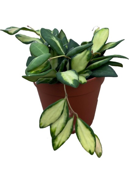 Hoya Burtoniae 'variegata' (Mum Çiçeği)