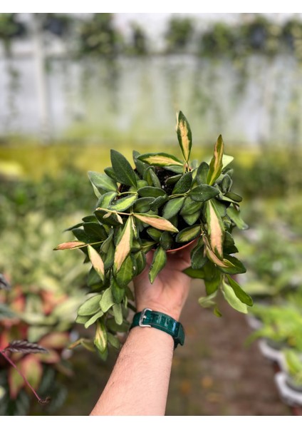 Hoya Burtoniae 'variegata' (Mum Çiçeği) modelleri