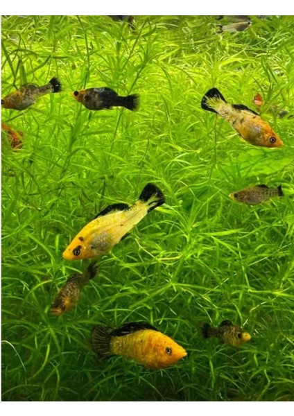 Lepistes Otu (5 Dal)Akvaryum Bitki Akvaryum Bitkisi