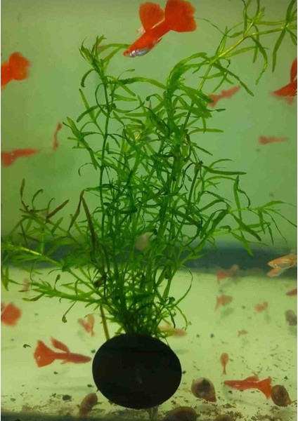 Lepistes Otu (5 Dal)Akvaryum Bitki Akvaryum Bitkisi fiyatları