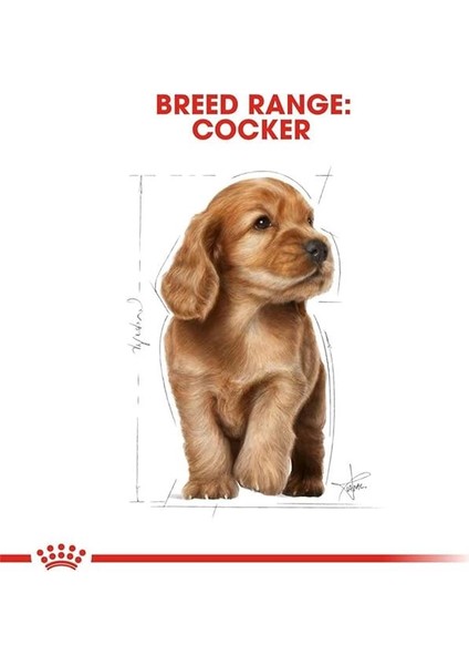 Cocker Kuru Köpek Maması, Yavru Köpek, 3 kg