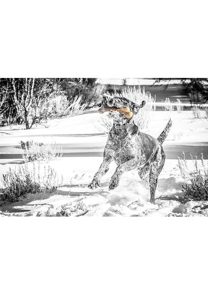 Barkbone Dinosaur Köpek Çiğneme Kemiği (Medium) – Bacon Aromalı, Dayanıklı Naylon Oyuncak – Ağız modelleri