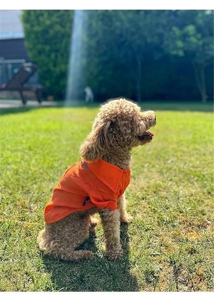 Beach Bum - Turuncu Yazlık Köpek Gömleği (Küçük Irklar) (Large) fırsatları