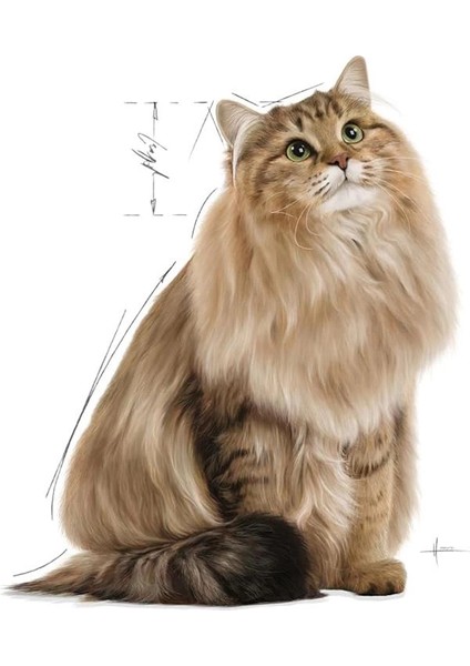 Intense Beauty Kedi Yaş Mama 12X85 gr fırsatları