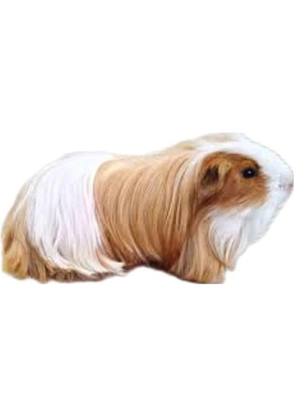 Gine Domuzu ve Yavru Tavşan Yatağı Yatak Kafes Içi Yatak fiyatları