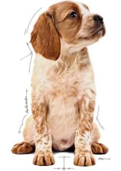 Medium Puppy Gravy Yavru Köpek Yaş Maması 140 gr x 10 Adet indirimleri