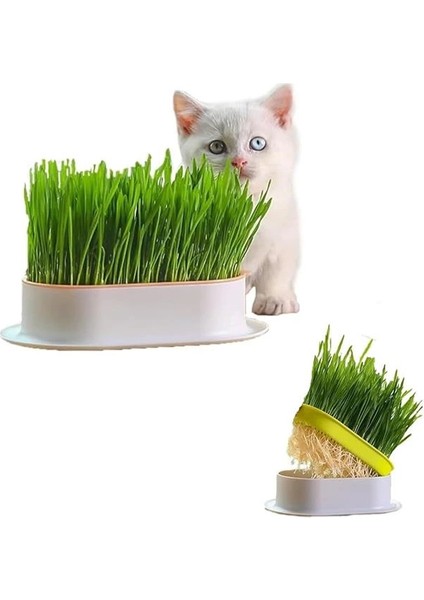 Özel Plastik Kâseli 0 Doğal Fileli Kedi Çimi (Tüy Yumağı Önleyici)