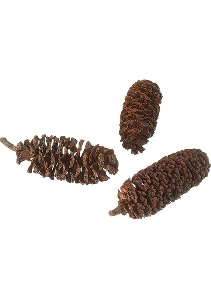 Kızılağaç Kozalağı 50 Adet modelleri