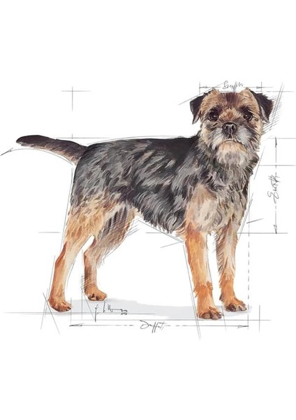 Ccn Mini Sterilised 3 kg Köpek Maması modelleri