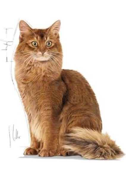 Ultra Light Pouch Yaş Kedi Maması, 85 gr x 12 Adet