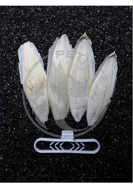 4'lü Kalamar Kemiği 9-10 cm + Tutacak