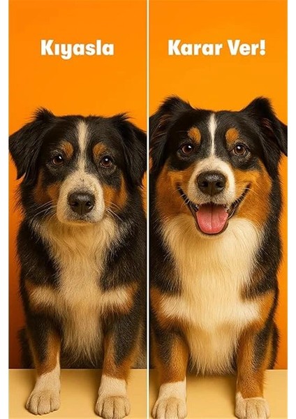 Fish Oil ve Omega 3 ve 6 Içerikli Balık Yağı ve Kedi ve Köpekler Için Tüy ve Genel Sağlık modelleri