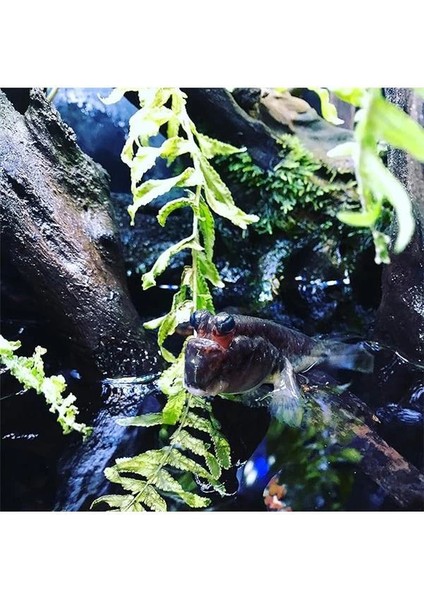 Prime 100 ml indirimleri