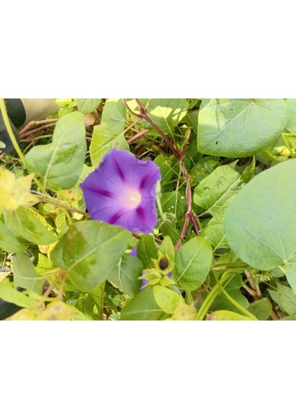 Yerli Sabah Sefası Çiçeği Tohumu 10 Adet Tohum