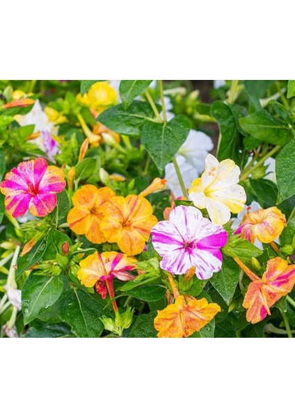 Yerli Akşam Sefası Çiçeği Tohumu 5 Adet Tohum