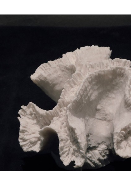 Doğal Mercan Formlu Dekoratif Heykel – 13X7 cm Polyester , Ev & Ofis fiyatları