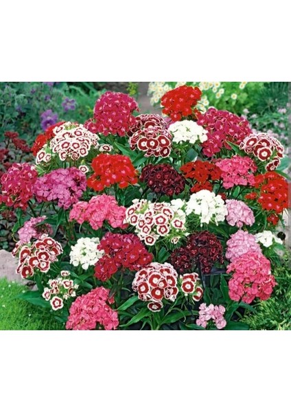 Yerli Çin Karanfili (Hüsnü Yusuf) Çiçeği Tohumu 25 Adet Tohum