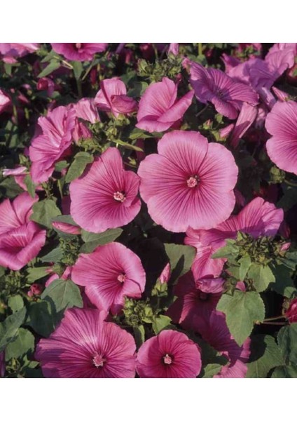 Yerli Pamuk Çiçeği Tohumu 25 Adet Tohum