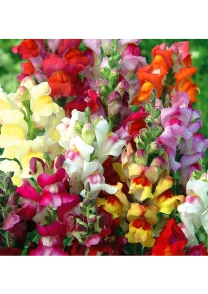 Yerli Aslanağzı Çiçeği Tohumu 100 Adet Tohum