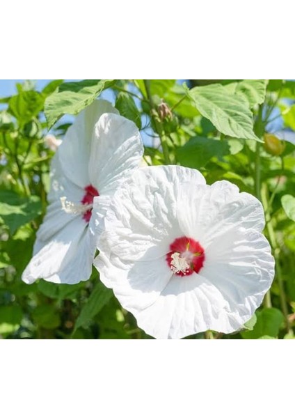 Yerli Dev Hatmi Çiçeği Tohumu 10 Adet Tohum