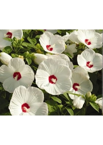 Yerli Dev Hatmi Çiçeği Tohumu 10 Adet Tohum fiyatları