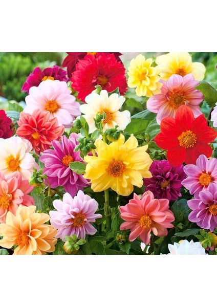 Yerli Yızdız Çiçeği Tohumu 30 Adet Tohum