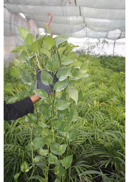 Salon Sarmaşığı Pothos Bitkisi Patos Çiçeği 50 -140 cm Salon ve Ofis Bitkisi Iç Mekan Bitkileri