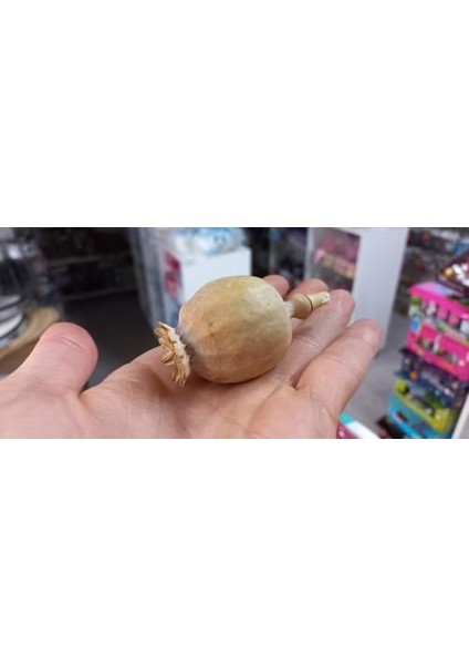 - Sapsız Küçük Kafalı Kuru Çiçek Yapay Çiçek Haşhaş Kozası 5 Adet